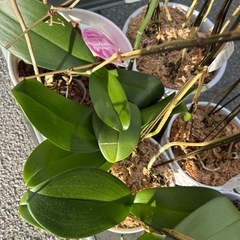 咲き終わった【胡蝶蘭】　無料でお譲りいただけませんか❓