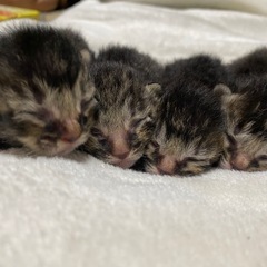 〈急募〉　キジ猫ちゃん　里親さん募集