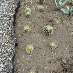 サボテン 金鯱