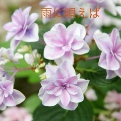 紫陽花　苗「雨に唄えば」正規品4年ものの画像