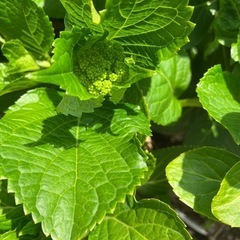 紫陽花　苗「雨に唄えば」正規品4年ものの画像