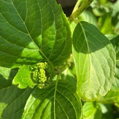 紫陽花　苗「雨に唄えば」正規品4年ものの画像