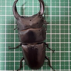 【即ブリ】オオクワガタ♂（72.9mm）