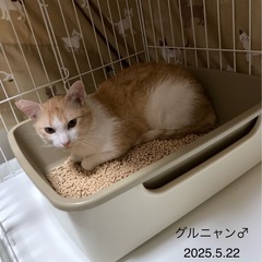 イケメンちょっと長毛グルニャン - 加古川市