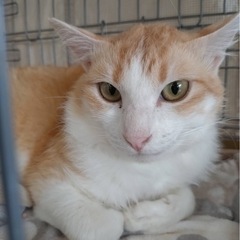 イケメンちょっと長毛グルニャン - 猫