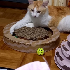 イケメンちょっと長毛グルニャン − 兵庫県