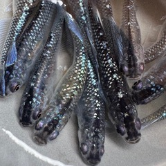 15匹＋αめだか　ミックス　若魚サイズ　メダカ　a-12の画像