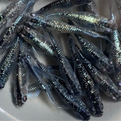 15匹＋αめだか　ミックス　若魚サイズ　メダカ　a-12の画像