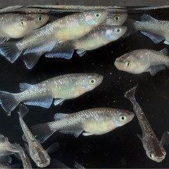 15匹＋αめだか　ミックス　若魚サイズ　メダカ　a-12の画像