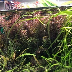 【全撤去】ロタラ水草(水中葉)