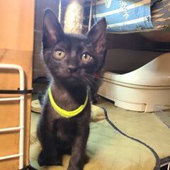 生後一ヶ月半の甘えん坊過ぎる黒子猫(三兄弟)