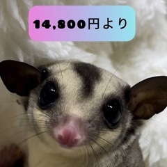 【🍑モモンガ 🍑】14,800円より　