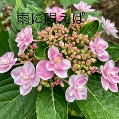 紫陽花　苗「雨に唄えば」正規品4年もの