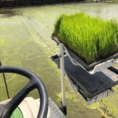 新米30kg 未精米　低温貯蔵中