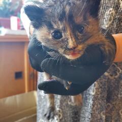 子猫の里親募集します