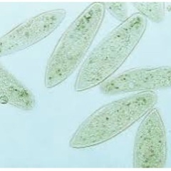 🐸 針子用ゾウリムシ無料配布❣️日曜日限定❣️