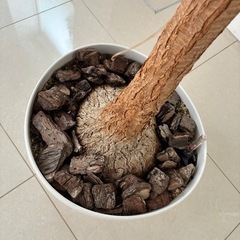 観葉植物　とっくりランの画像