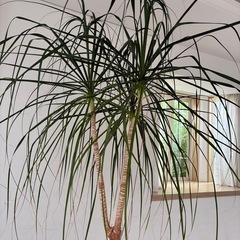 観葉植物　とっくりランの画像