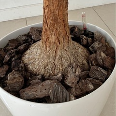観葉植物　とっくりランの画像