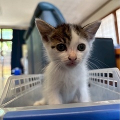 可愛いキジシロ子猫ちゃん🐱