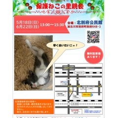 6/22保護ねこの里親会