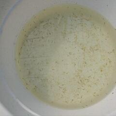 東錦　稚魚