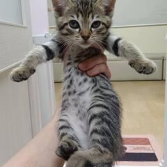 1ヶ月かわいいキジトラ♀