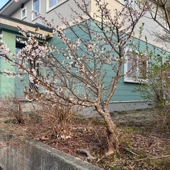 桜の木