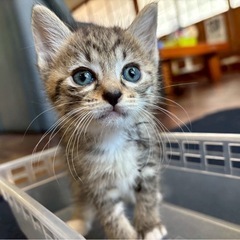 かわいいキジトラ子猫🐱