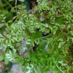水草 ロタラなど(その3) 。#アクアリウム#水槽#淡水#ビオト...