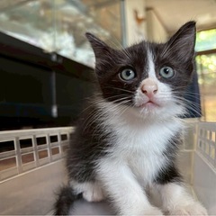 かわいいお顔の黒白子猫🐱