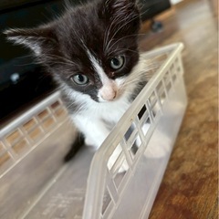 かわいいお顔の黒白子猫🐱 - 沖縄市