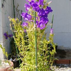 つりがね草　ポット苗１個