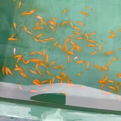 20匹らんちゅう(金魚)の画像