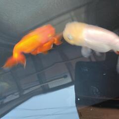 20匹らんちゅう(金魚)の画像