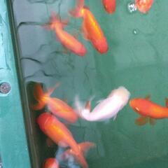 20匹らんちゅう(金魚)の画像