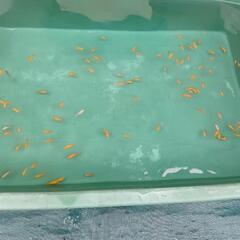 20匹らんちゅう(金魚)の画像