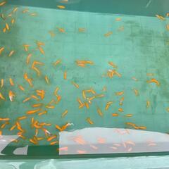 20匹らんちゅう(金魚)