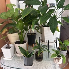 【募集中】観葉植物まとめて9個(鉢付き)