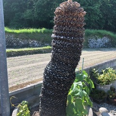ソテツ蘇轍大型約130cm