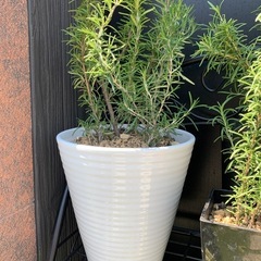 ローズマリー・陶器鉢植え