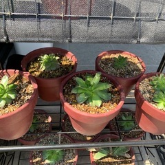 センペルビウム・まとめ売りの画像
