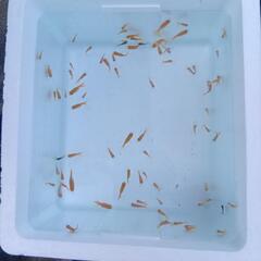 30匹 らんちゅう（金魚）の画像