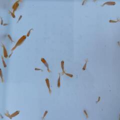 30匹 らんちゅう（金魚）の画像