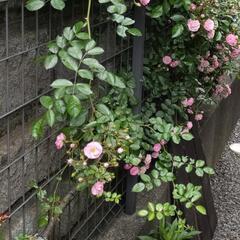 つるバラ苗  #根付きです(ウティガルト・フォール)の画像