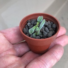 ミニミニ多肉植物