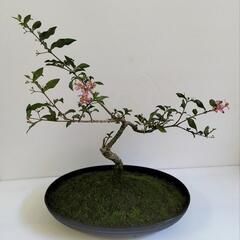 🌿姫アセロラ観賞用/本物コケ/盆栽/観葉植物