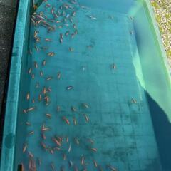 5匹　らんちゅう(金魚)の画像