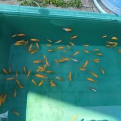 5匹　らんちゅう(金魚)の画像