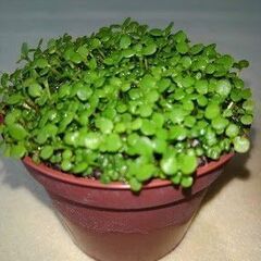 ハイグロフィラの鉢植えです